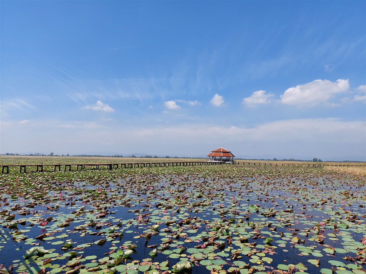 Day 3 - Our Morning Trip To Bueng Bua Nature Observation Center : Sam Roi Yot, Thailand (Jan’23) 6