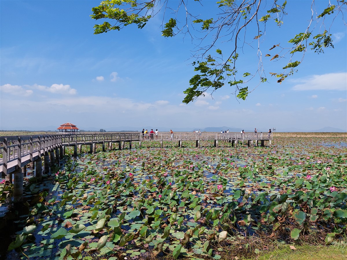 Day 3 - Our Morning Trip To Bueng Bua Nature Observation Center : Sam Roi Yot, Thailand (Jan’23) 11