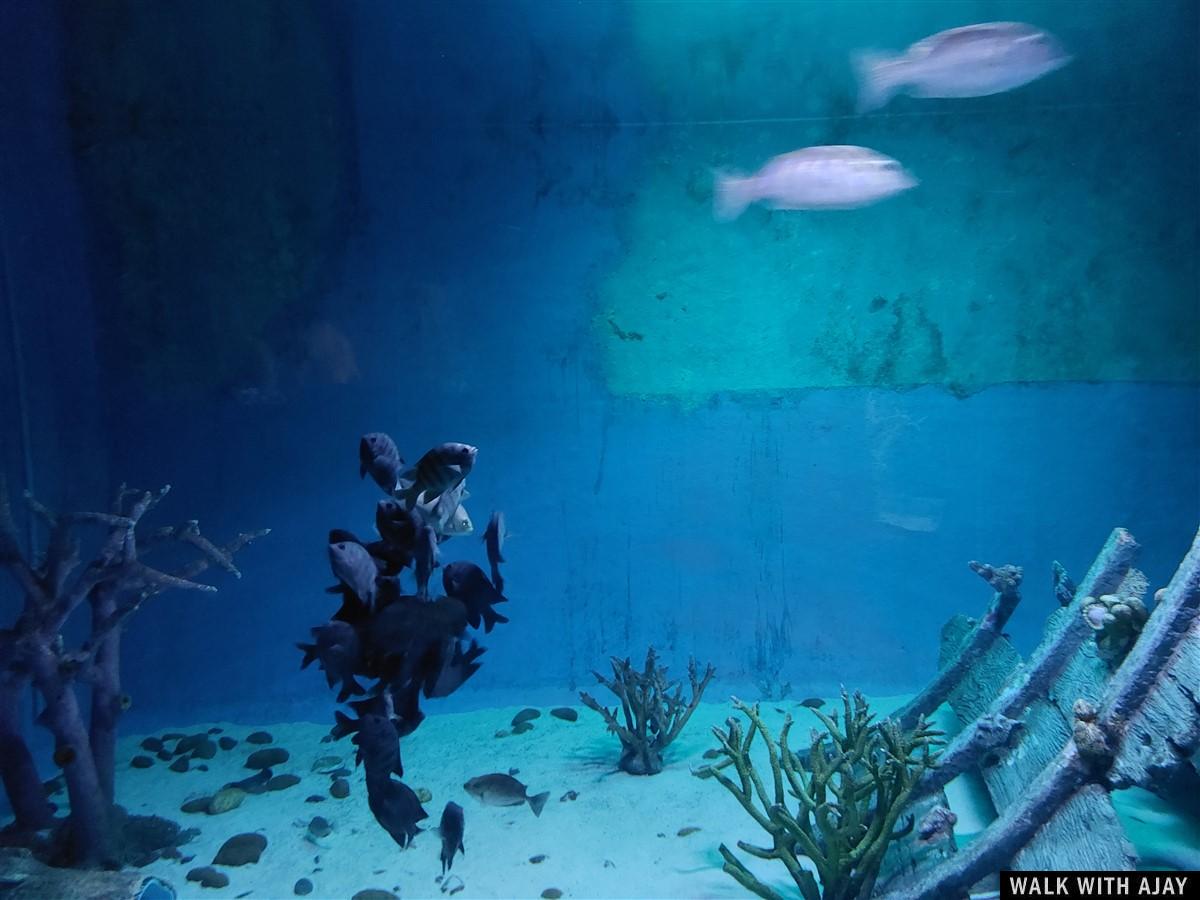 Day 2 - Visited Under Water World & Art in Paradise : Pattaya, Thailand (Oct'23) 9
