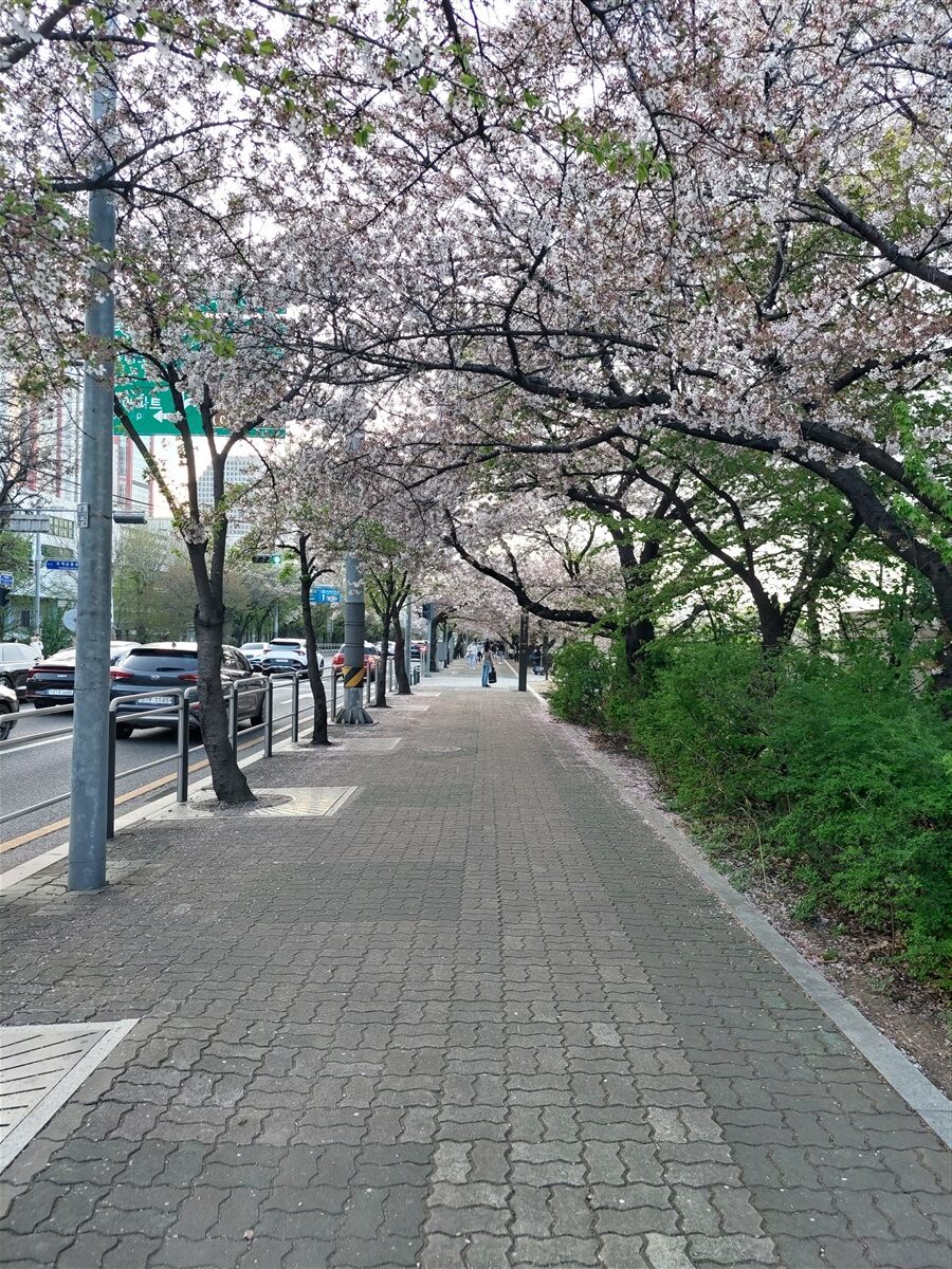 Day 3 - Bukchon Hanok Village, Yeouido Park & Hongdae Area : Seoul, South Korea (Apr'24) 34