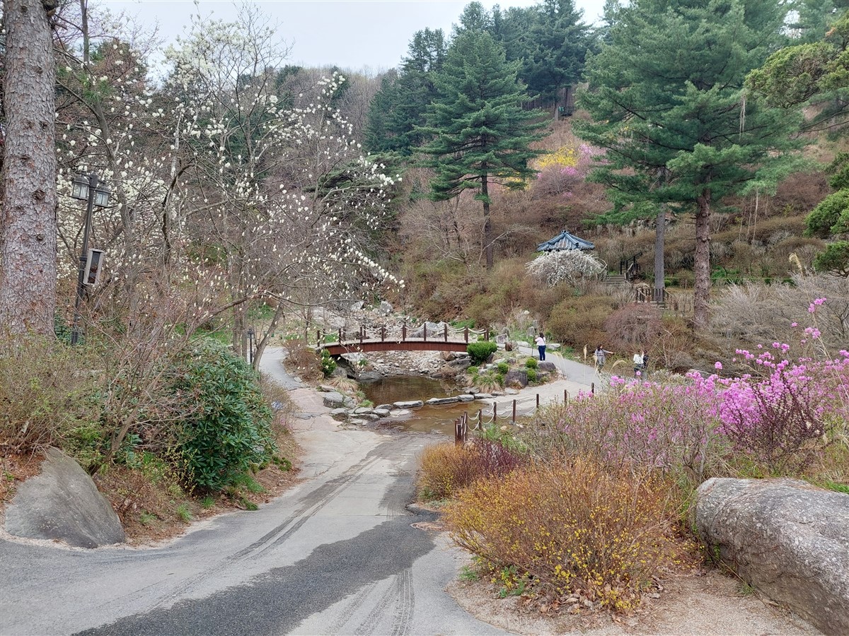 Day 5 - Morning Visit To "The Garden of Morning Calm" : Gapyeong-gun, South Korea (Apr'24) 2