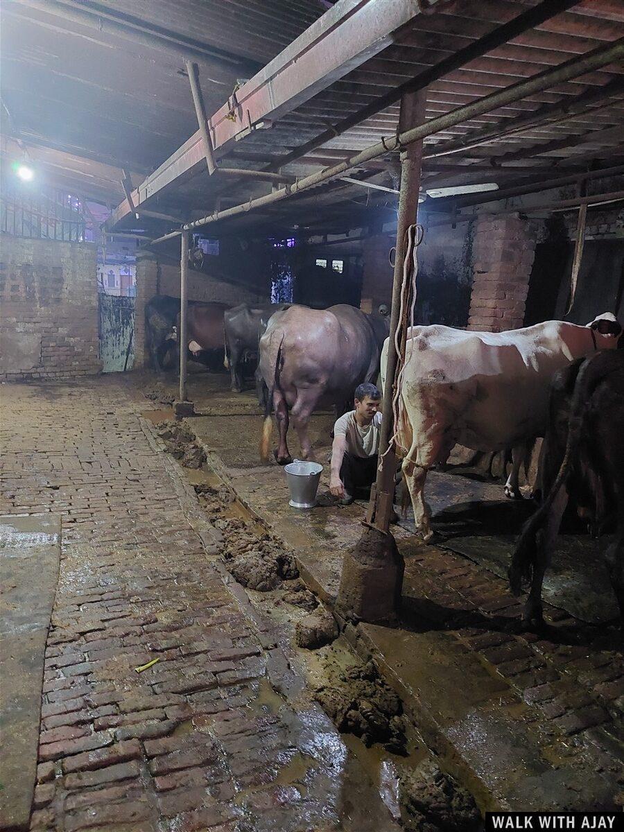 Day 6 & 7 – Celebrating Diwali Festival : Dehradun, India (Oct’24) 10