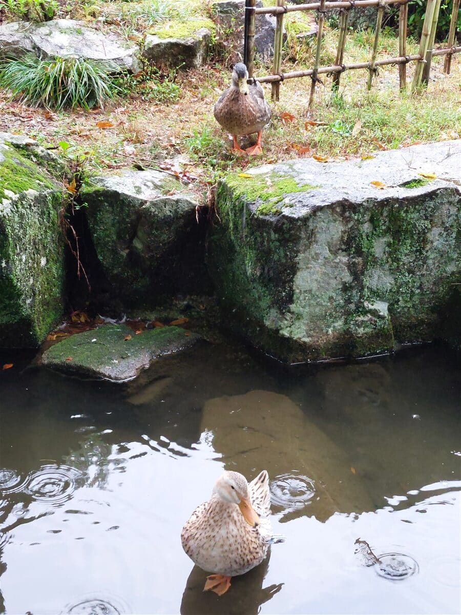 Day 2 – Walking & Exploring Gero Onsen Town : Japan (Oct’25) 40