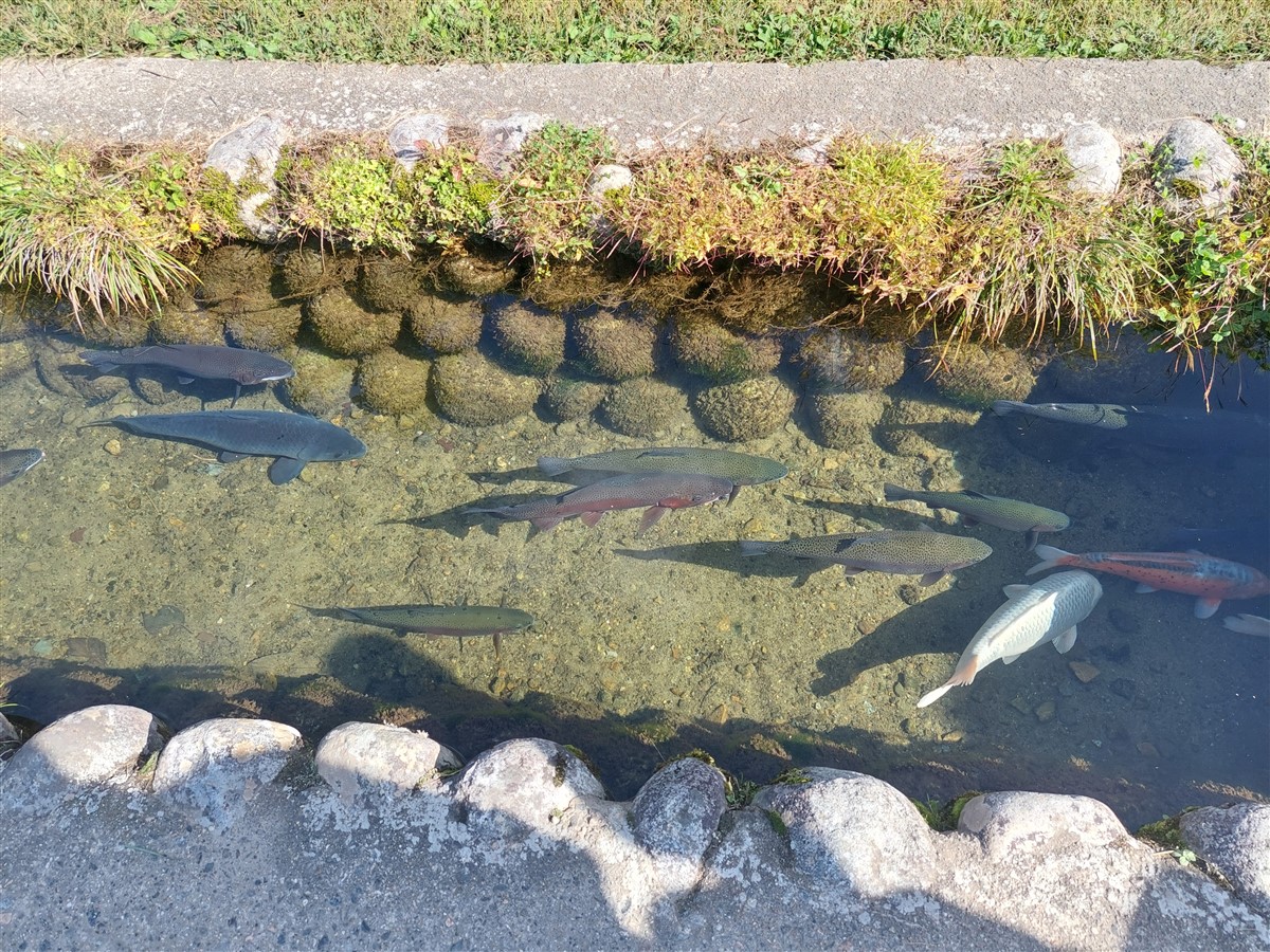 Day 4 - One Day Shirakawago & Gokayama Ainokura Tour from Takayama : Japan (Oct25) 39
