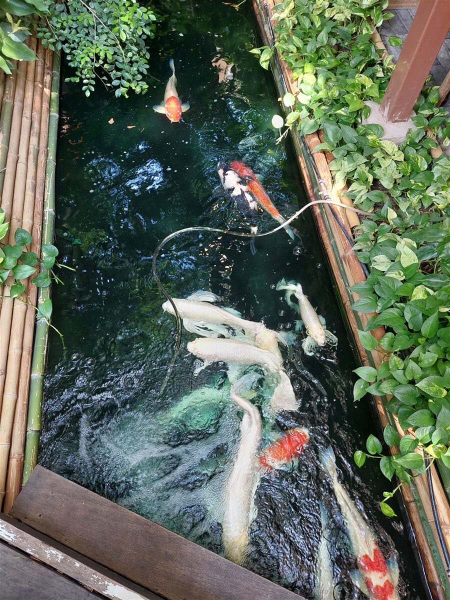 Hidden Jungle Lunch at ฐ.ฐาน Cafe (Simple Meet) Bangkok, Thailand (May'26) 10