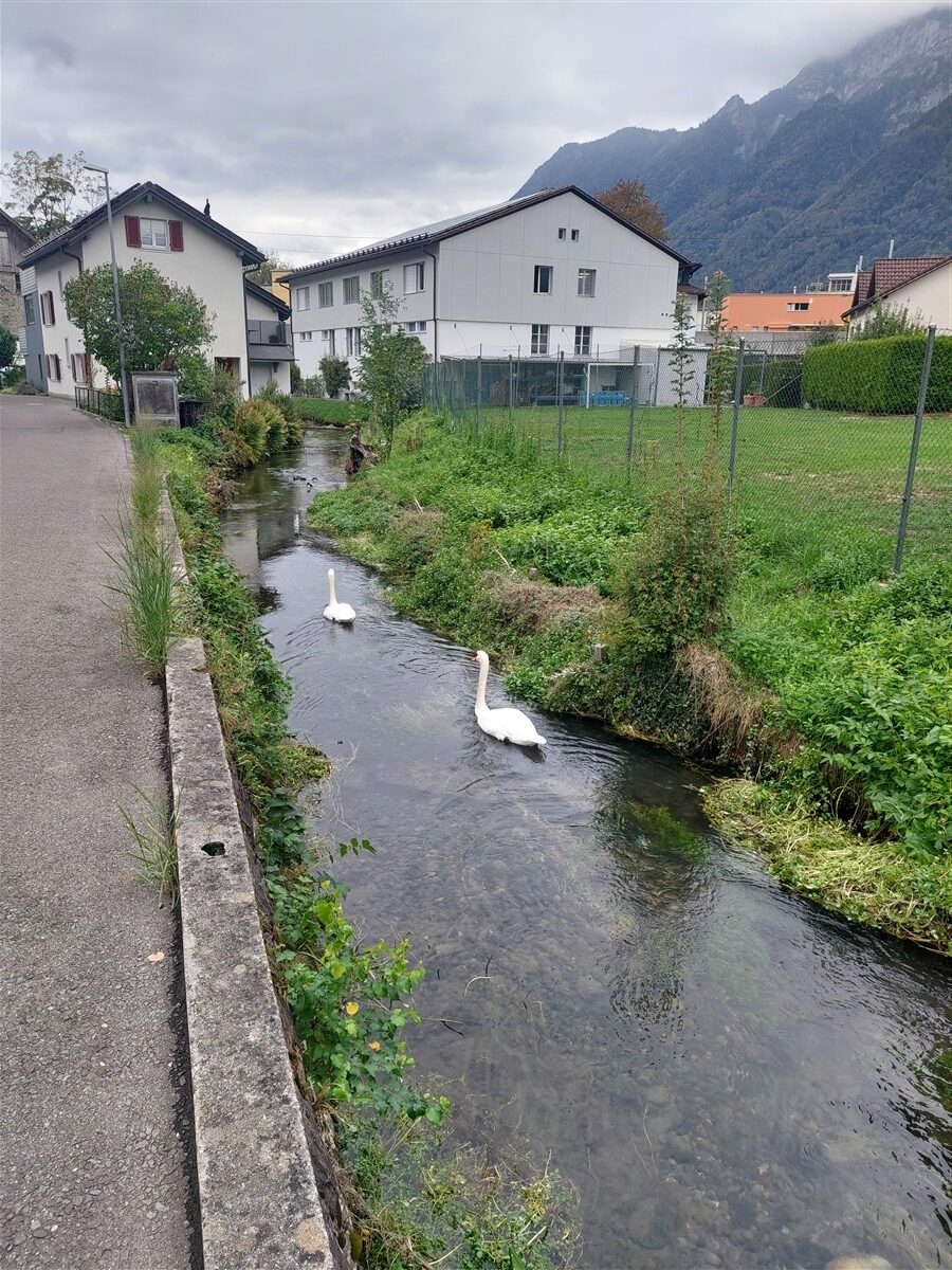 Day 4 – Brunnen to Rütli, Tellsplatte & Sisikon Lake Trail : Switzerland (Sep'26) 14 Day 4 – Brunnen to Rütli, Tellsplatte & Sisikon Lake Trail : Switzerland (Sep'26) 14