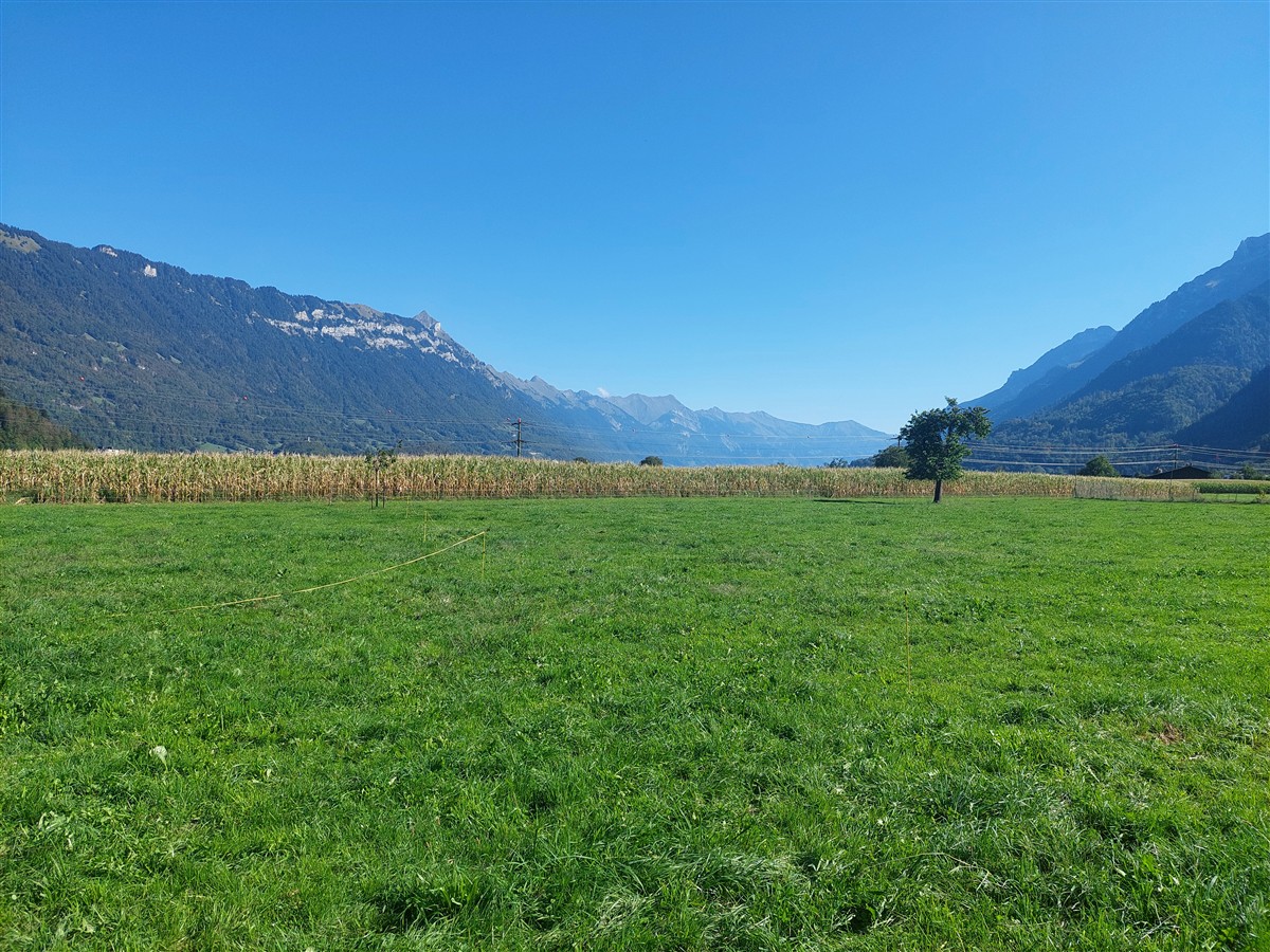 Day 6 – Grindelwald First Cliff Walk and Bachalpsee Lake Trek : An Unforgettable Day in the Swiss Alps (Sep'26) 2