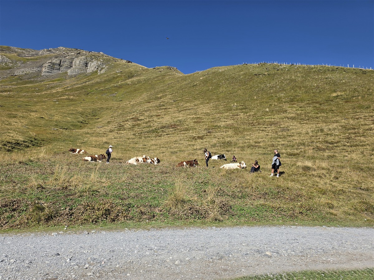 Day 6 – Grindelwald First Cliff Walk and Bachalpsee Lake Trek : An Unforgettable Day in the Swiss Alps (Sep'26) 64