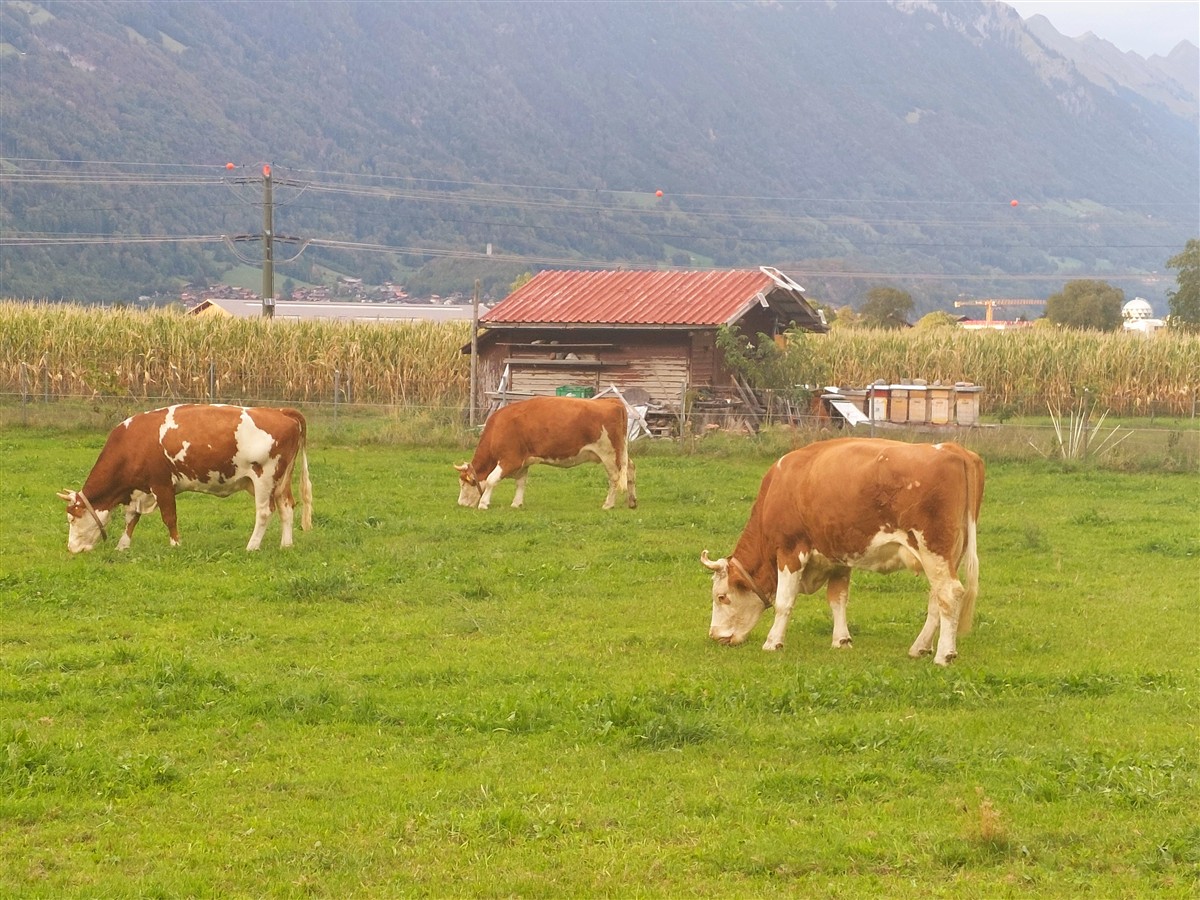 Day 7 – A Relaxing Sunday in Iseltwald and Lake Brienz : Switzerland (Sep'26) 57